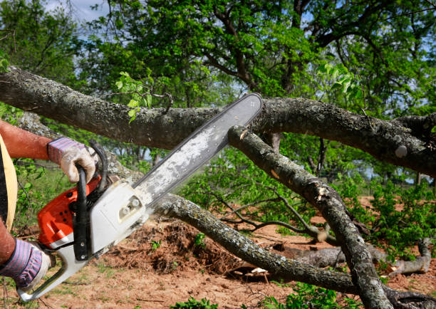 Best Utility Line Clearance  in Dollar Bay, MI